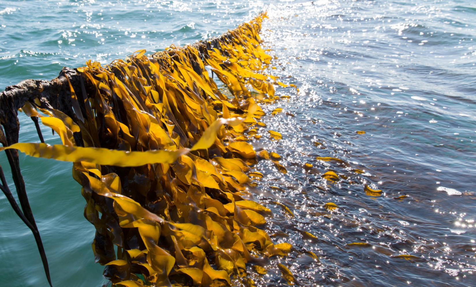 Seaweed lines