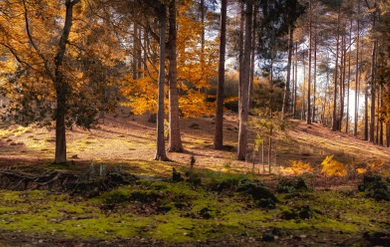 Photo of woodland in autumn